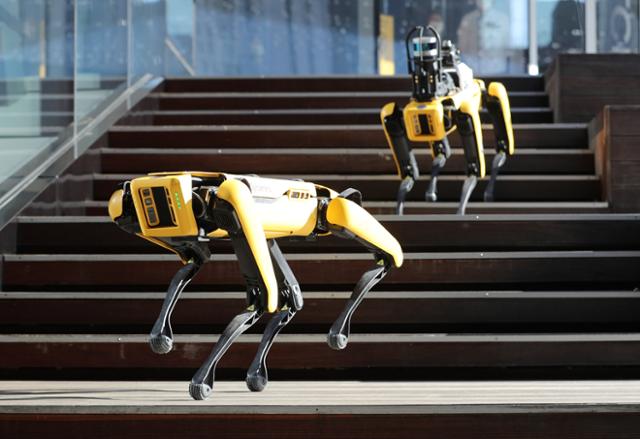 현대자동차그룹이 인수한 미국의 세계적인 로봇 제조 기업 ‘보스턴 다이내믹스’의 4족 보행 로봇 개 '스폿(spot)'. 뉴스1