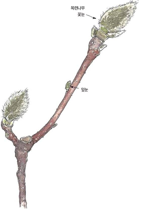 우리 주변 식물들의 비밀 이야기