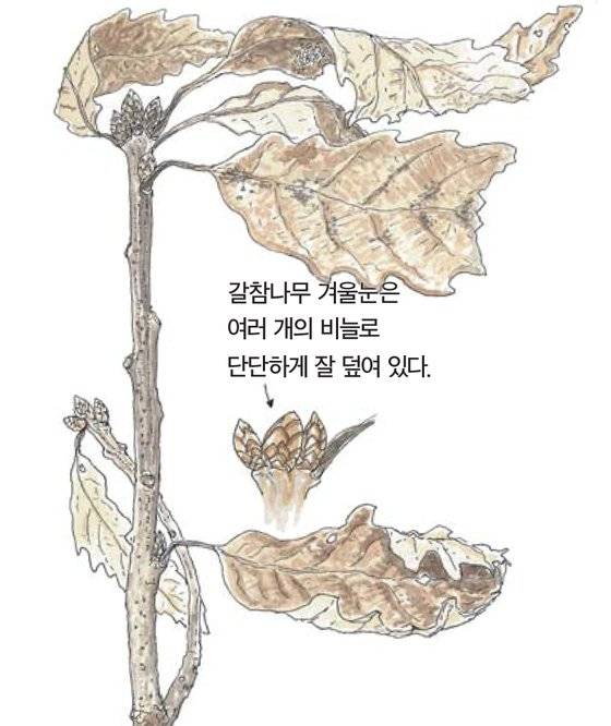 우리 주변 식물들의 비밀 이야기