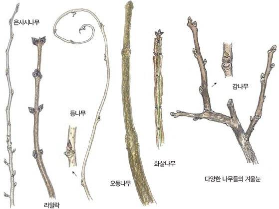 우리 주변 식물들의 비밀 이야기