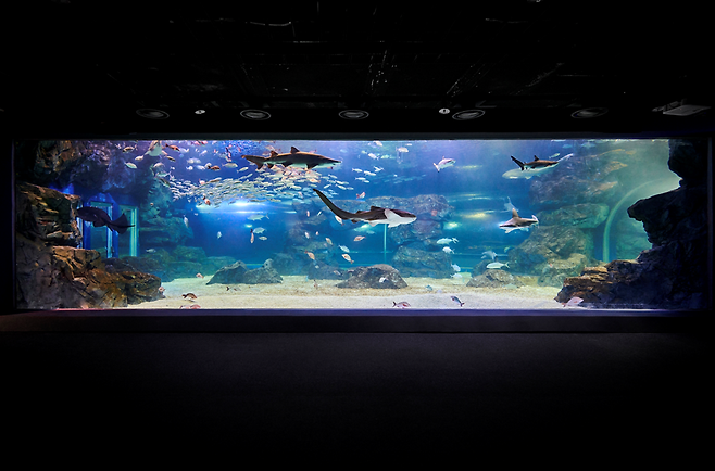 아쿠아플라넷 광교 메인수조 [사진 = 한화호텔&리조트]