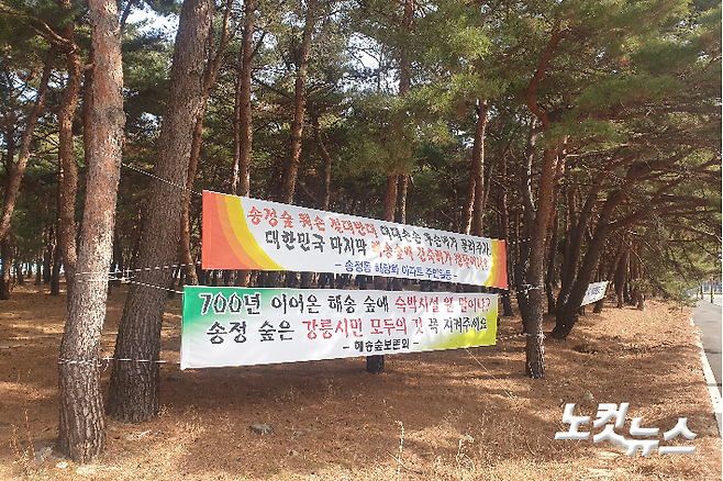 강릉 송정동 해송 숲 일대에 개발행위를 반대하는 내용의 현수막이 곳곳에 게시돼 있다. 전영래 기자