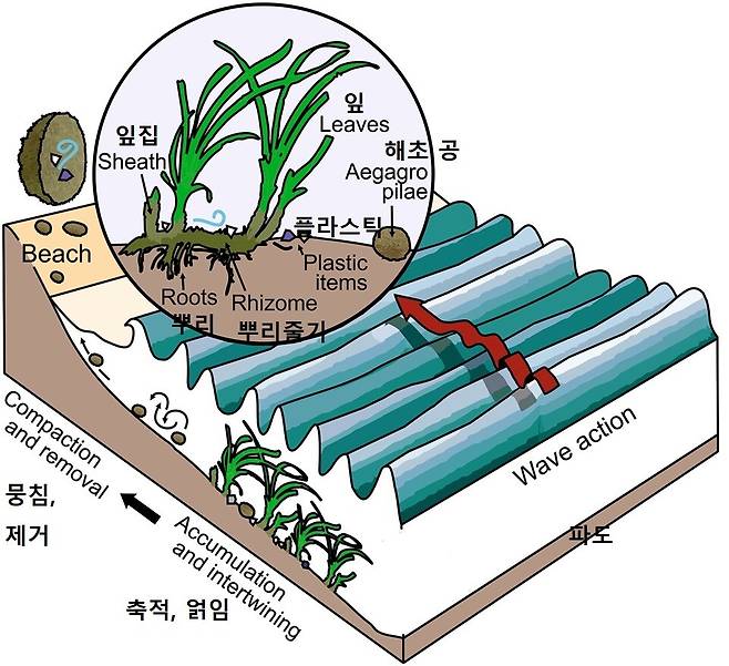 섬유질과 플라스틱 조각이 엉겨 해초 공을 형성하는 과정. 산체스-비달 외 (2021) ‘사이언티픽 리포츠’ 제공.