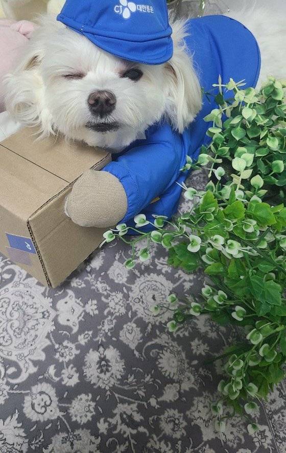 택배기사 A씨가 18일 온라인 커뮤니티에 올린 명예 택배기사로 임명된 경태의 모습. [사진 A씨 제공]