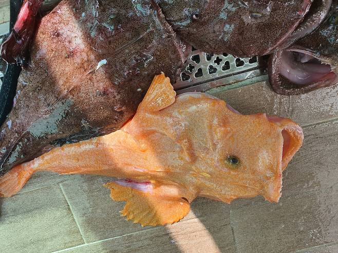 황금색 아귀. 독자제공