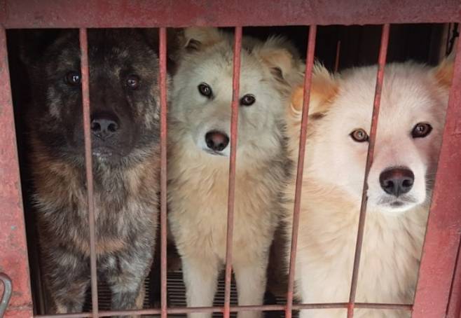 뜬장에 갇혀 바라보는 개들의 눈빛. 반려견과 식용견은 다르지 않다. 호의를 품고 꼬릴 흔들고 귀를 젖히고, 당신을 좋아한다는 뜻이다./사진=동물자유연대