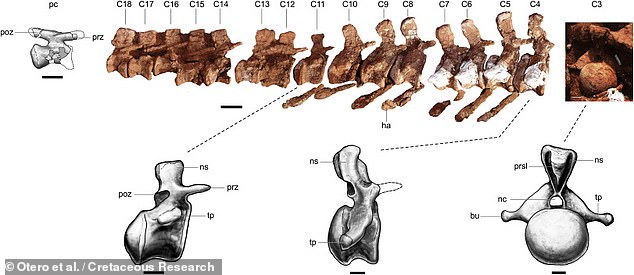 MOZ-Pv 1221 화석 표본의 척추뼈 사진과 그림을 나타낸 이미지(사진=백악기 연구)