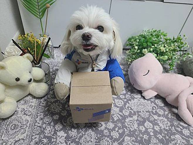 명예 택배기사가 된 경태. 경태 가족 제공