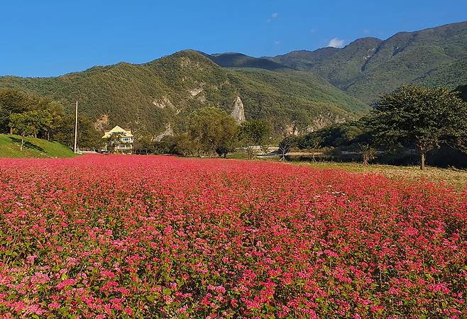 영월군 삼옥리 붉은 메밀밭 [영월군 제공.재판매 및 DB 금지]