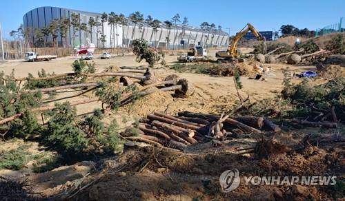 (강릉=연합뉴스) 이해용 기자 = 19일 강릉시 올림픽 파크에서 수십 년 된 소나무를 베거나 옮기는 작업이 한창 진행되고 있다. 강릉시는 이곳에 12면 규모의 테니스장을 올해 신설할 예정이다. 2021.1.19