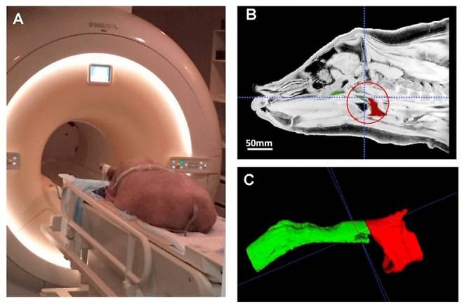 A는 수면제로 재워져 자기공명영상(MRI) 기계에 들어간 유카탄 미니 돼지, B는 돼지의 MRI 단면 촬영 사진, C는 촬영 사진을 본따 비인두(붉은색)와 구인두(초록색)를 3차원 모델화한 모습을 보여준다. 워싱턴대 제공