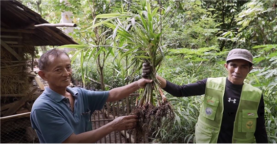 ▲ 인도네시아 족자카르타주 뽄종 새마을시범마을 주민이 생강을 수확하고 있다. 새마을세계화재단 제공.