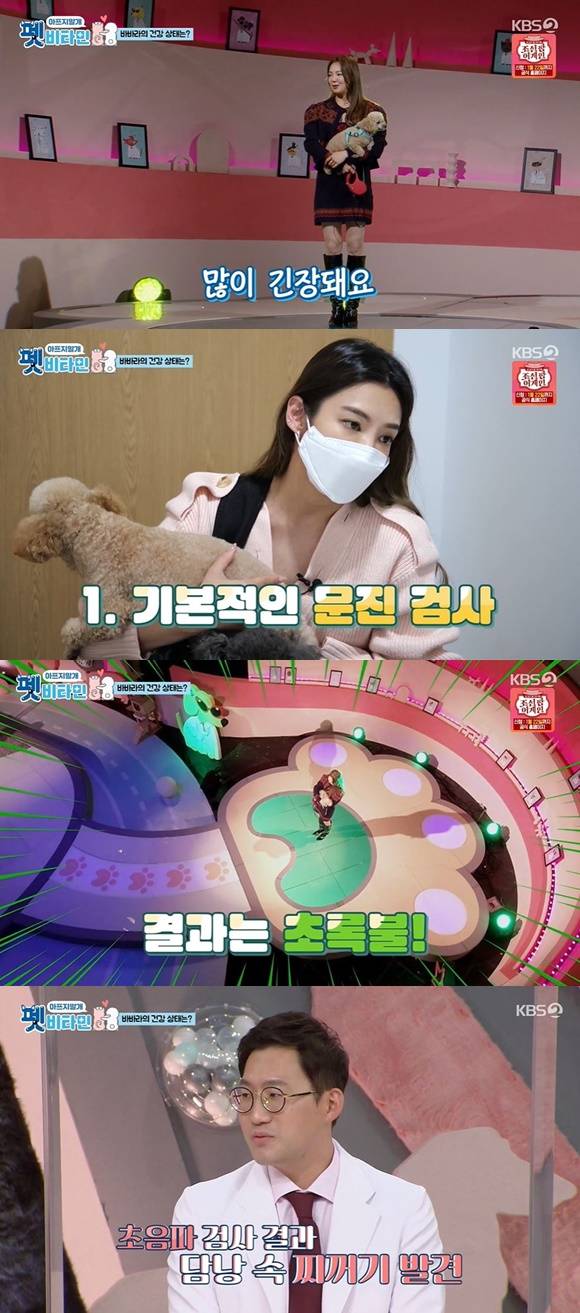 /사진= KBS 2TV 예능 '펫비타민' 방송 화면