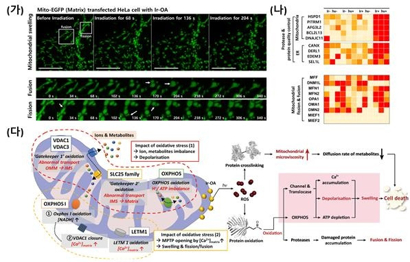 미토콘드리아 형태 변화와 세포 사멸 메커니즘 [울산과학기술원 제공. 재판매 및 DB 금지]