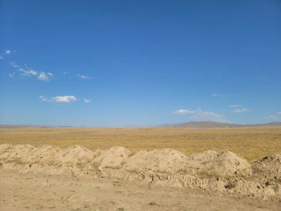 하이비인터내셔널이 확보한 우즈베키스탄 헴프(대마) 재배지.