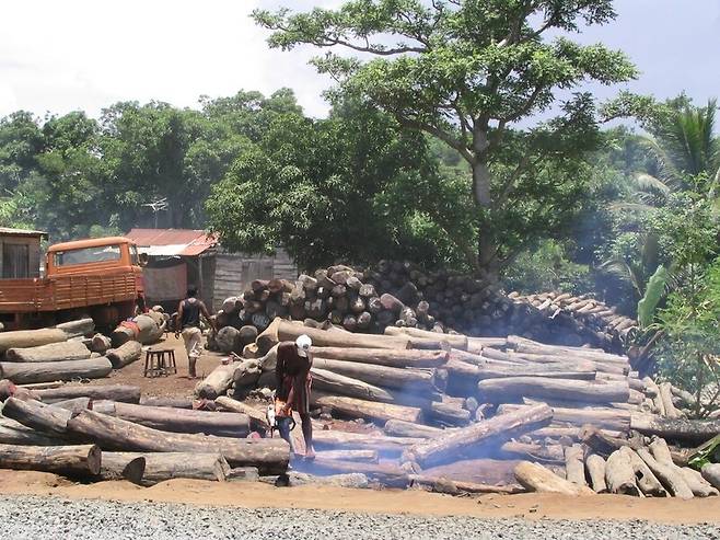마다가스카르의 불법 벌목 현장. 위키미디어 코먼스
