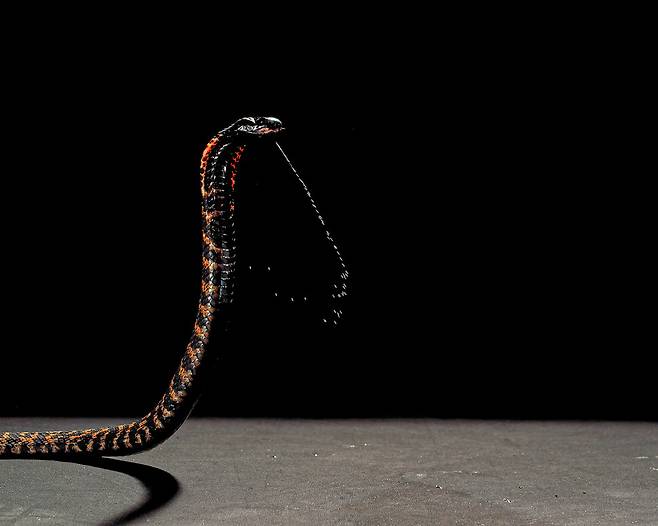 영장류는 수천만년 전부터 뱀과 부대끼며 진화했다. 두 팔을 자유롭게 쓰는 초기 인류가 등장하자 뱀은 멀리서 독을 뱉는 방어책을 고안했다. 탈린 카잔디잔 제공.