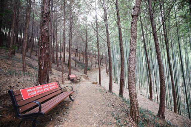 편백림과 대나무숲이 어우러진 초암정원 산책로. ⓒ박준규