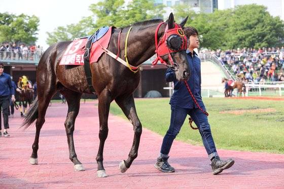 씨수말로 데뷔하는 우수 국산마 글로벌축제.