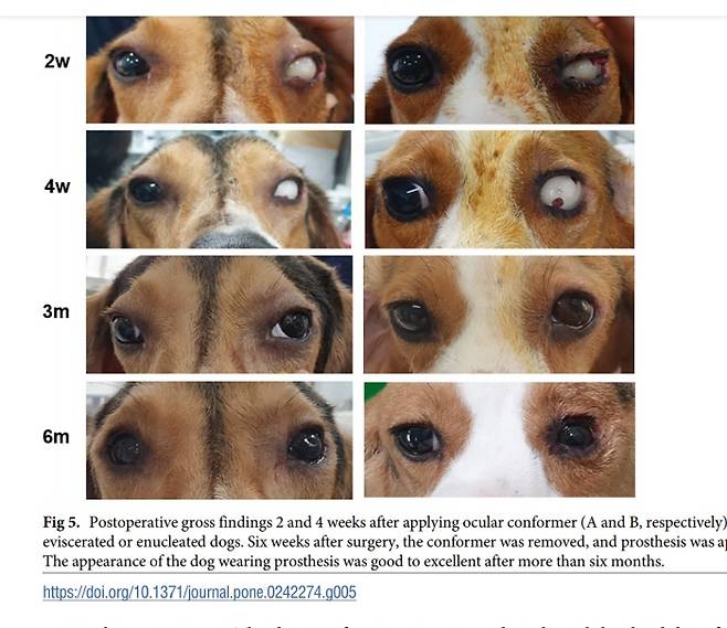 충북대 연구팀이 비글 두 마리의 눈 한 쪽을 각각 제거하고 3D 프린팅 기술로 만든 인공 안구를 넣은 뒤 2주·4주·3개월·6개월 간의 경과를 사진으로 남겼다. 연구진은 “수술 이후 6개월 이상이 지나자 보형물을 착용한 강아지의 외관이 훌륭했다”는 설명을 덧붙였다. 출처: 플로스원 저널
