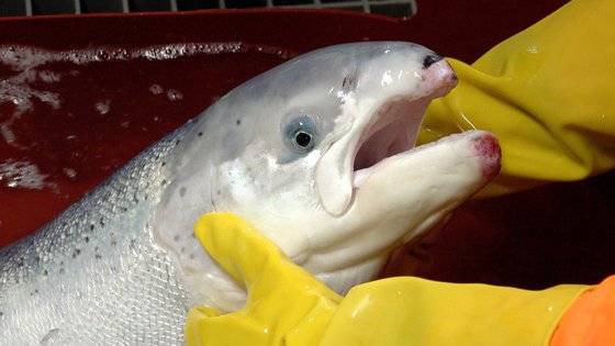 강원도 환동해본부 한해성수산자원센터에서 양식 연구 중인 대서양연어. 왕준열PD