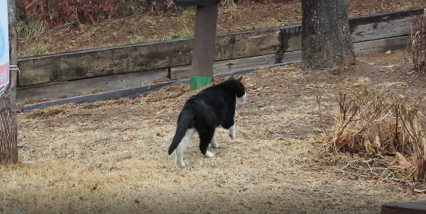 400mm로 확대해 찍은 고양이. 영상 중 캡쳐했음/사진=배성수 한경닷컴 기자