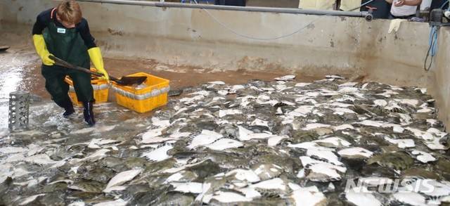 [안동=뉴시스] 지난 2019년포항의 한 양식장에서 고수온으로 양식어류가 집단폐사한 모습. (사진=뉴시스 DB) 2021.01.24