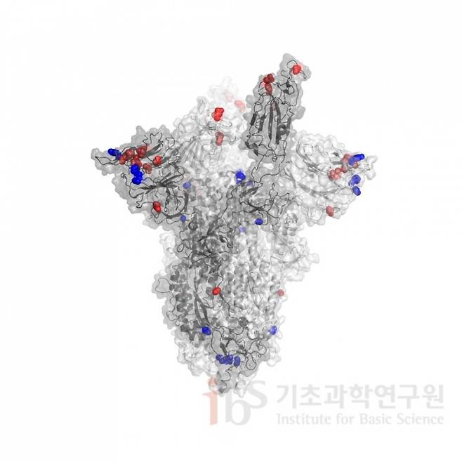 남아프리카공화국에서 발견된 코로나 바이러스 변이(빨간색)와 영국에서 발견된 코로나 바이러스 변이(파란색) 비교. IBS 제공.