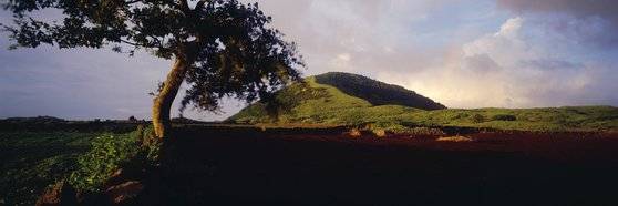 이른바 '제주도 왕따나무'와 용눈이오름. 소지섭이 등장하는 TV CF로 유명해진 풍경이지만, 원래는 김영갑이 남긴 장면이다. 이제 이 자리에 이 나무는 없다. [사진 김영갑갤러리]