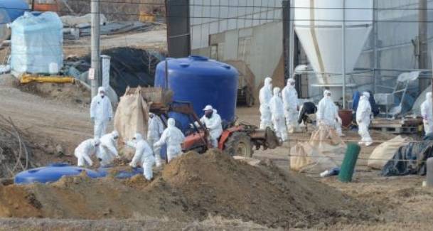 조류인플루엔자(AI) 방역 차원에서 벌어지는 가금류 살처분 현장. 국민일보DB