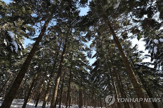 숲길 조성사업 [연합뉴스 자료사진]