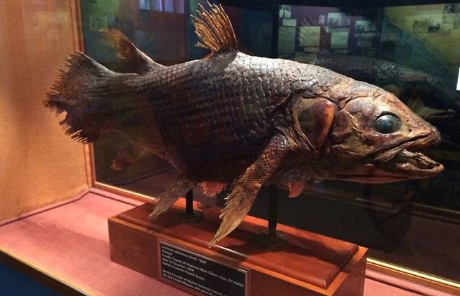 실러캔스는 몸길이가 일미터를 훌쩍&nbsp;넘는&nbsp;물고기로 지느러미가 8개인데 특이한 형태의 꼬리지느러미와 살집이 통통한 가슴지느러미 한 쌍, 배지느러미 한 쌍이 특히 눈길을 끈다. 린다홀도서관 제공