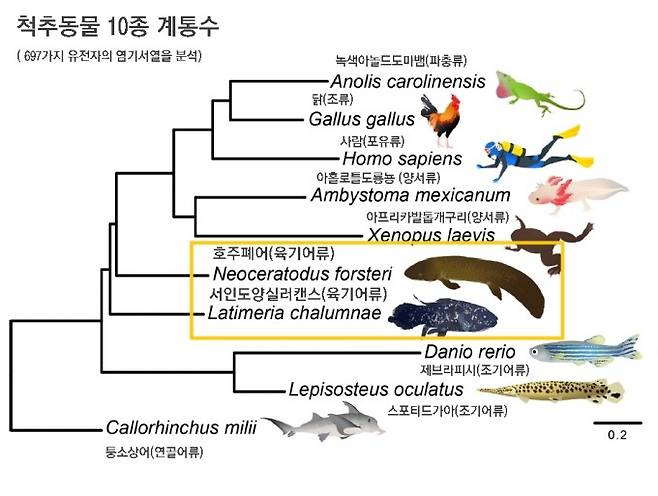 최근 호주폐어의 게놈이 해독되면서 척추동물 10종의 697가지 유전자의 염기서열을 분석해 만든 계통수다. 폐어가 실러캔스보다 육상동물에 더 가까움을 알 수 있다. 위에서부터 녹색아놀도마뱀(파충류), 닭(조류), 사람(포유류), 아홀로틀도롱뇽(양서류), 아프리카발톱개구리(양서류), 호주폐어(육기어류), 서인도양실러캔스(육기어류), 제브라피시(조기어류), 스포티드가아(조기어류), 퉁소상어(연골어류)다. 네이처 제공