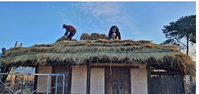 박목월 생가 지붕 이엉 교체  모습. 경주시 제공