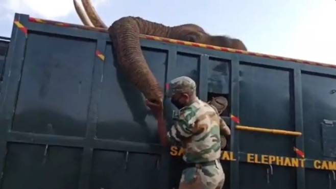 인간이 미안해…다친 채 발견된 인도 코끼리의 쓸쓸한 죽음(사진=라메시 판데이/트위터)