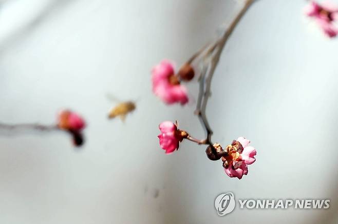 붉은 꽃망울 활짝 (광주=연합뉴스) 25일 오후 광주 북구 중외공원에서 홍매화가 꽃망울을 터트리고 있다. 2021.1.25 [광주 북구청 제공. 재판매 및 DB 금지] pch80@yna.co.kr