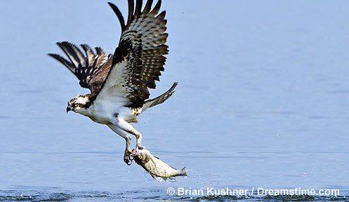 물수리가 날카로운 발톱으로 물고기를 나꿔채 둥지를 향하고 있다. /미국 뉴햄프셔주 자연보호국 홈페이지