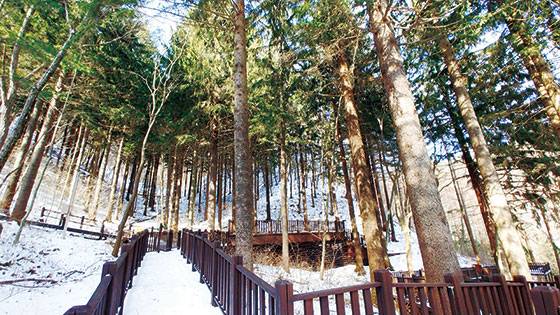 독일가문비나무숲의 산책로