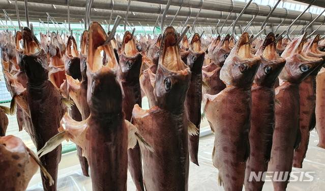 [화천=뉴시스] 한윤식 기자 = 강원 화천 산천어 제품 출시를 하루 앞둔 24일 오후 상서면 신풍리에 마련된 덕장에서 건조작업이 한창이다. 2020.01.24. ysh@newsis.com