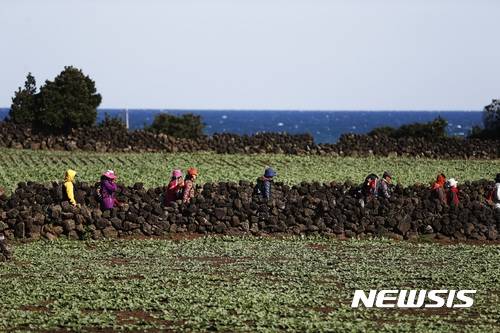2015년 10월 제주올레걷기 축제에 참가한 여행객들이 돌담길을 따라 걷고 있다