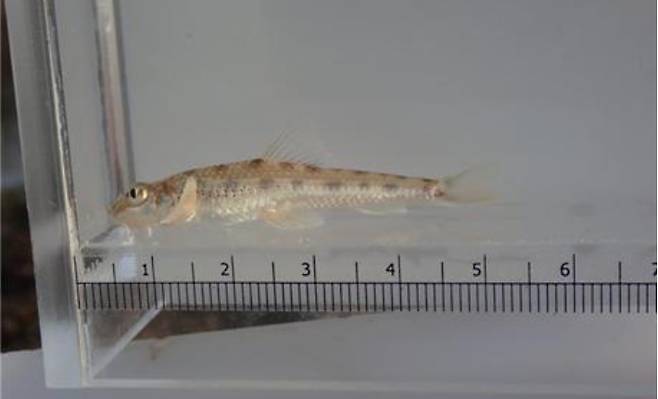 (사)충북생물다양성보전협회 제공