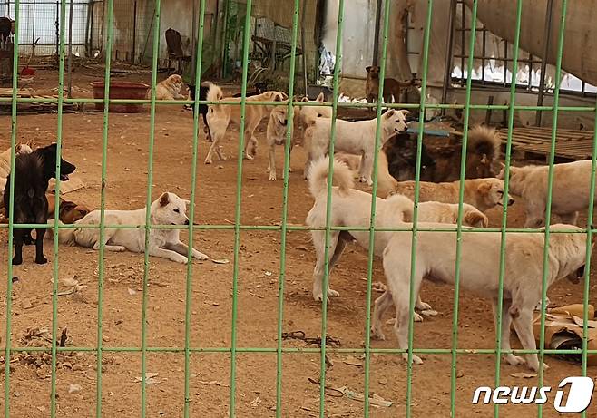 경기도 한 사설동물보호소의 유기유실견들. 해당 기사와 관련 없음. © 뉴스1 최서윤 기자