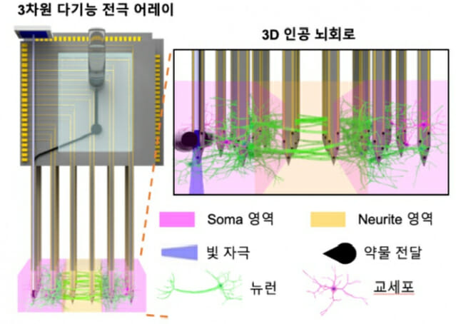 3D 인공 뇌 회로와 자극 및 신경 신호 측정을 위한 3차원 다기능 전극 어레이.(사진=KIST)
