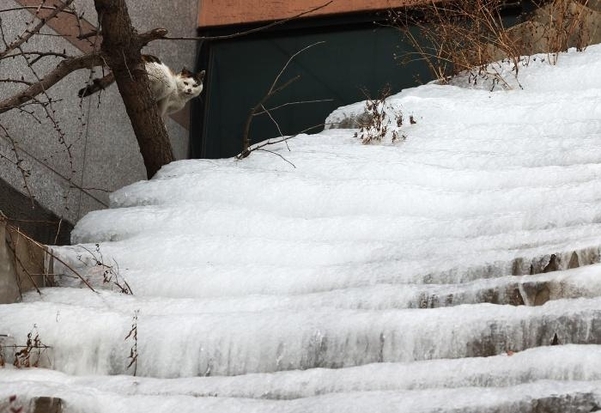 11일 북극 한파로 인한 수도 동파로 얼어버린 종로구의 한 주택가 계단을 고양이가 겁에 질린 듯 바라보고 있다. /연합뉴스