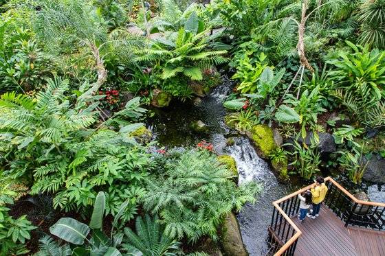 지난 1월 2일 정식 개장한 국립세종수목원은 국내 최대 규모의 온실을 갖췄다. 437종의 열대 식물이 사는 '열대 온실'은 하와이의 정글을 옮겨 놓은 듯하다. 최승표 기자