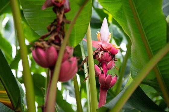 과일과 꽃이 모두 분홍색을 띠는 핑크벨벳바나나. 최승표 기자