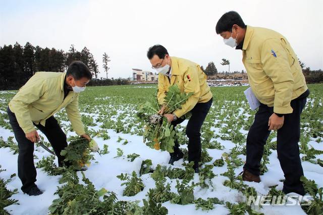 [제주=뉴시스] 고영권(가운데) 제주도 정무부지사가 12일 제주시 구좌읍 월동무 재배 농가를 방문해 피해 상황을 점검하고 있다. 2021.01.12. 0jeoni@newsis.com