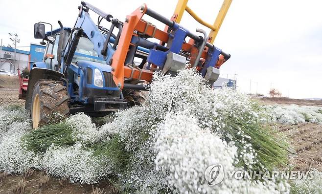 트랙터로 안개꽃 폐기 (창원=연합뉴스) 김동민 기자 = 창원지역 안개꽃 재배 농민이 28일 오후 경남 창원시 의창구 대산면 한 논에서 트랙터로 안개꽃을 갈아엎고 있다.      이들은 각종 행사 취소 및 비대면 졸업식 개최로 가격이 폭락한 꽃의 수급 조절을 위해 꽃을 폐기했다. 2021.1.28 image@yna.co.kr