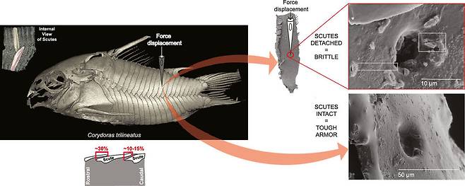 세줄코리도라스의 주사전자현미경 사진. 등과 배에 방패 비늘이 배치돼 있고 몸 중앙에서 만난다(왼쪽). 피라냐 이빨로 관통되는지를 실험한 결과 비늘만 떼어냈을 때는 방패 비늘이 부서졌지만(오른쪽 위) 몸에 붙은 상태에서는 온전했다. 로우 외 (2020) ‘생체 적합물질 회보’ 제공.