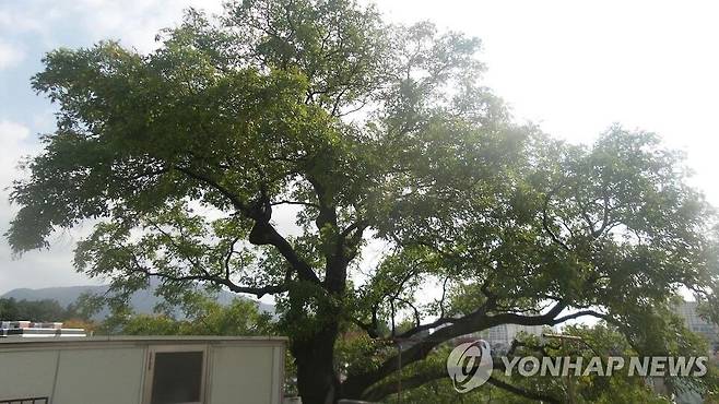 250년 넘은 부산 동래구 용산마을 회화나무 [부산 동래구청 제공 =연합뉴스]